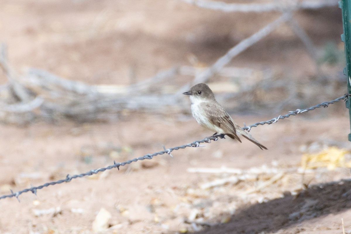 Eastern Phoebe - ML438935581