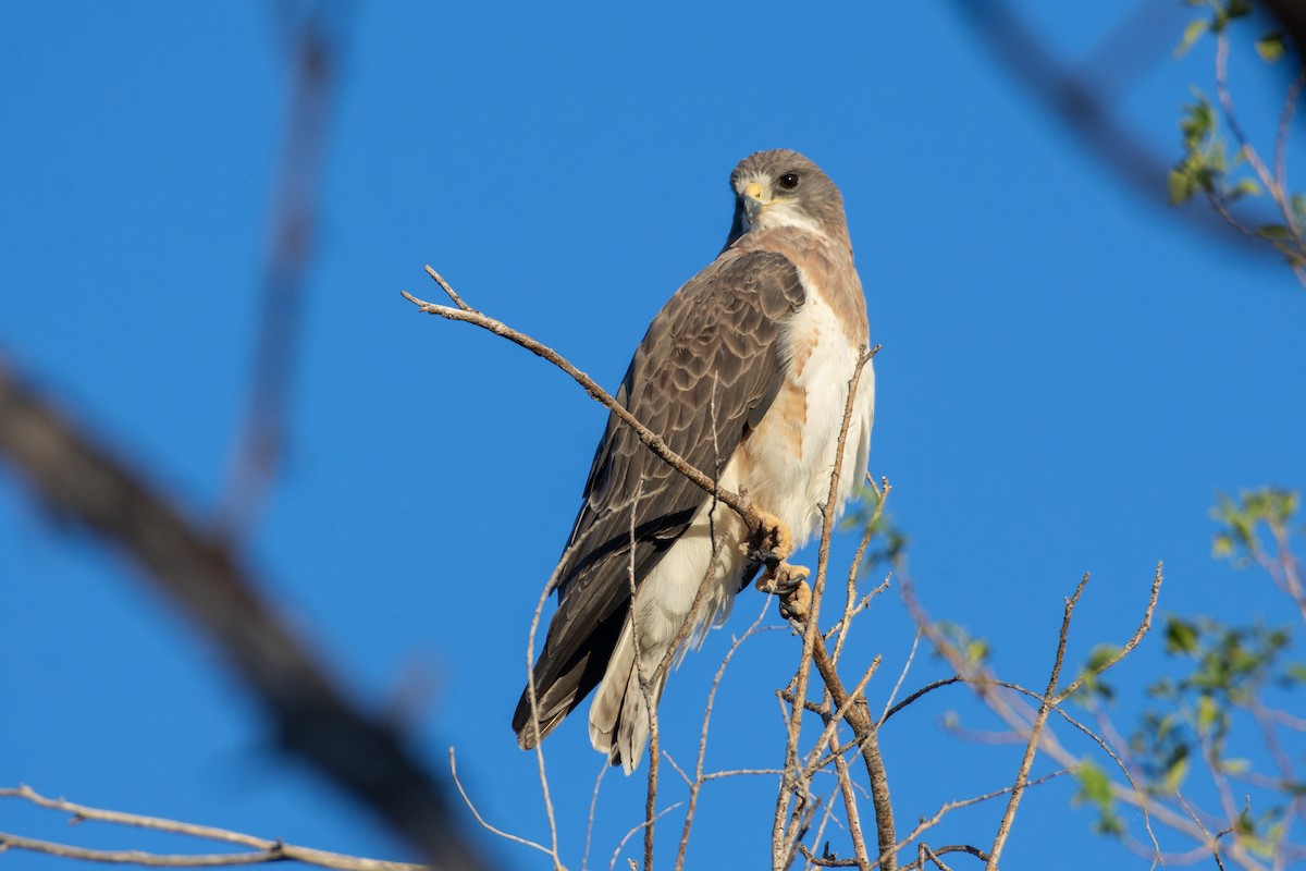 Swainson's Hawk - Owen Sinkus