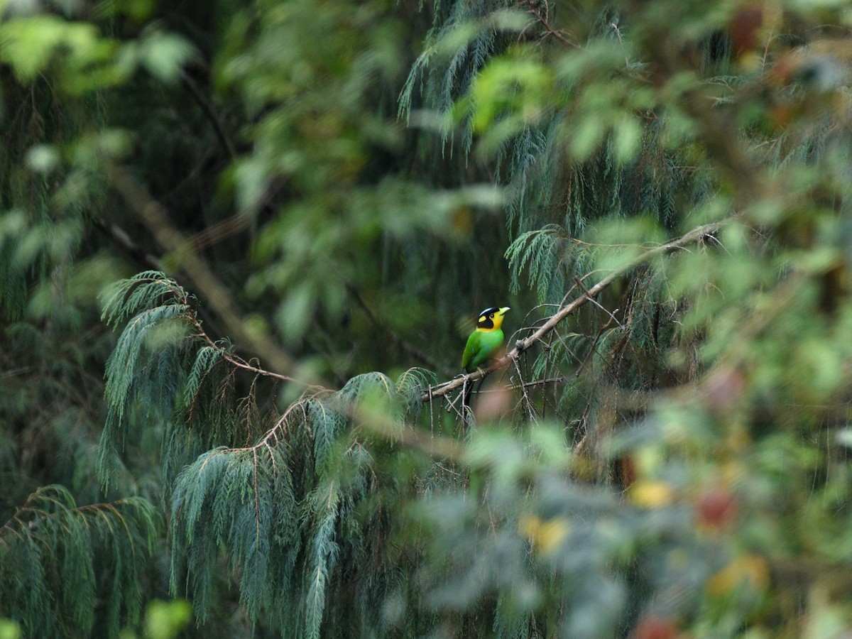 Long-tailed Broadbill - Anish  Bera