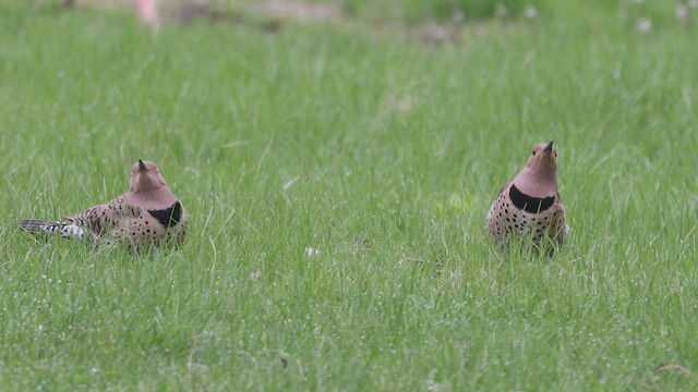 Carpintero Escapulario (auratus/luteus) - ML438936241