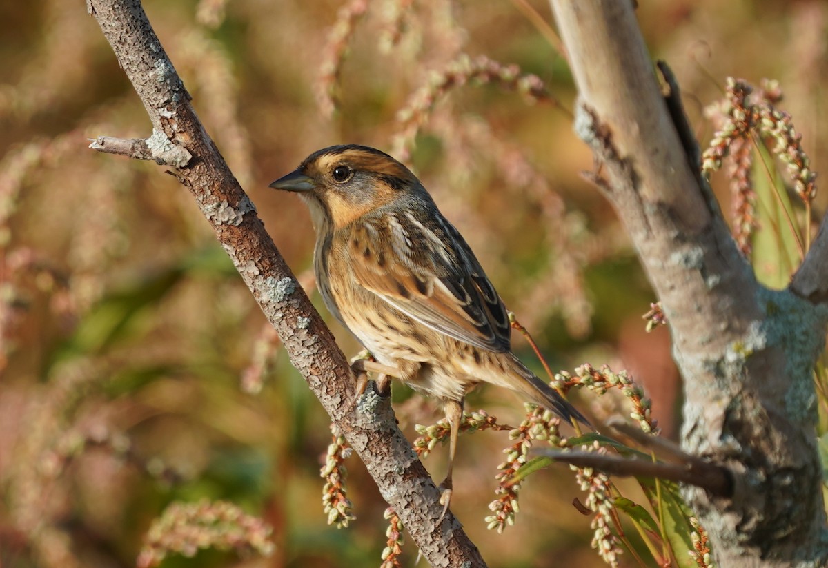 Nelson's Sparrow - ML438936511