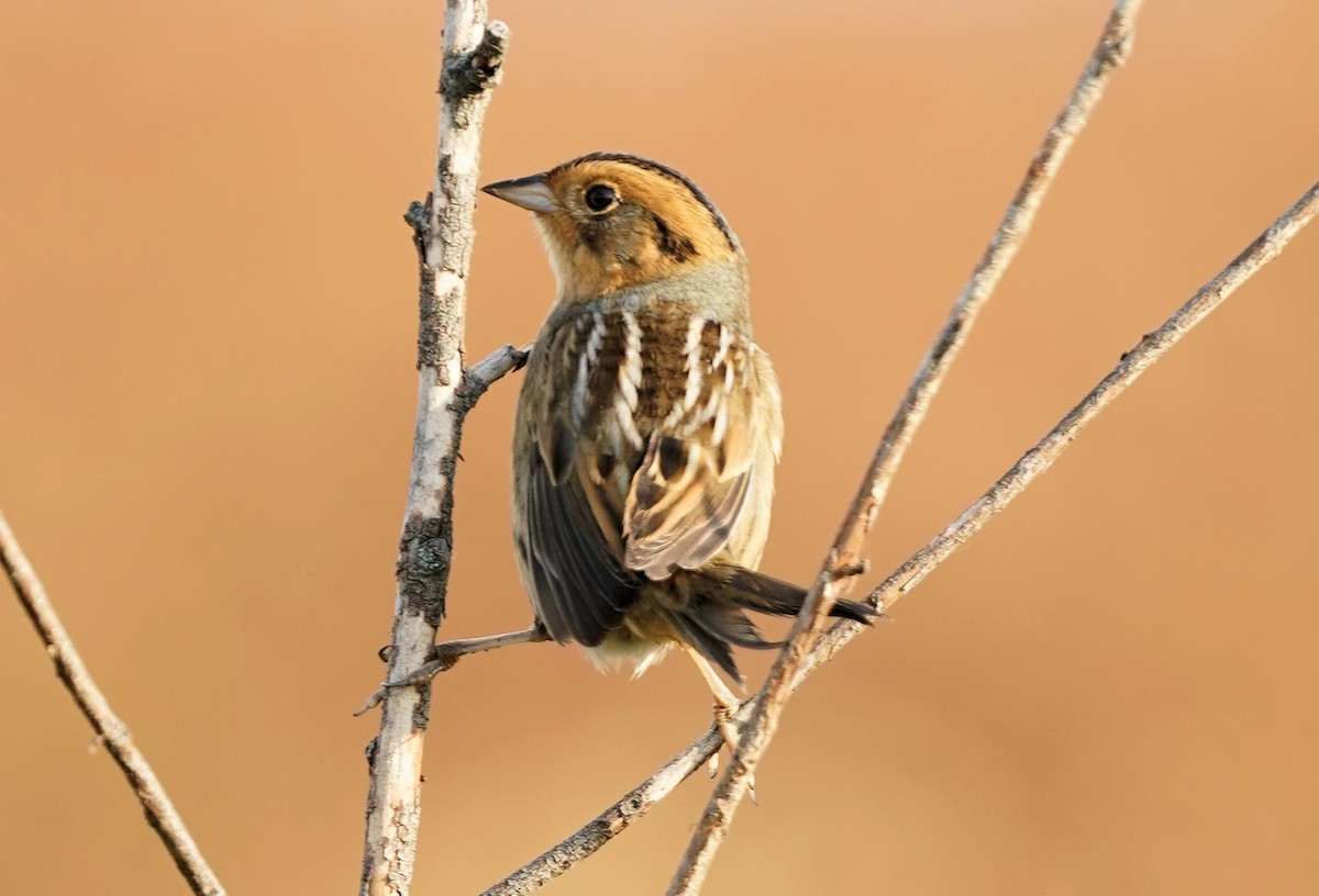 Nelson's Sparrow - ML438936591