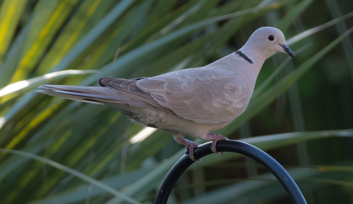 Eurasian Collared-Dove - ML438936661