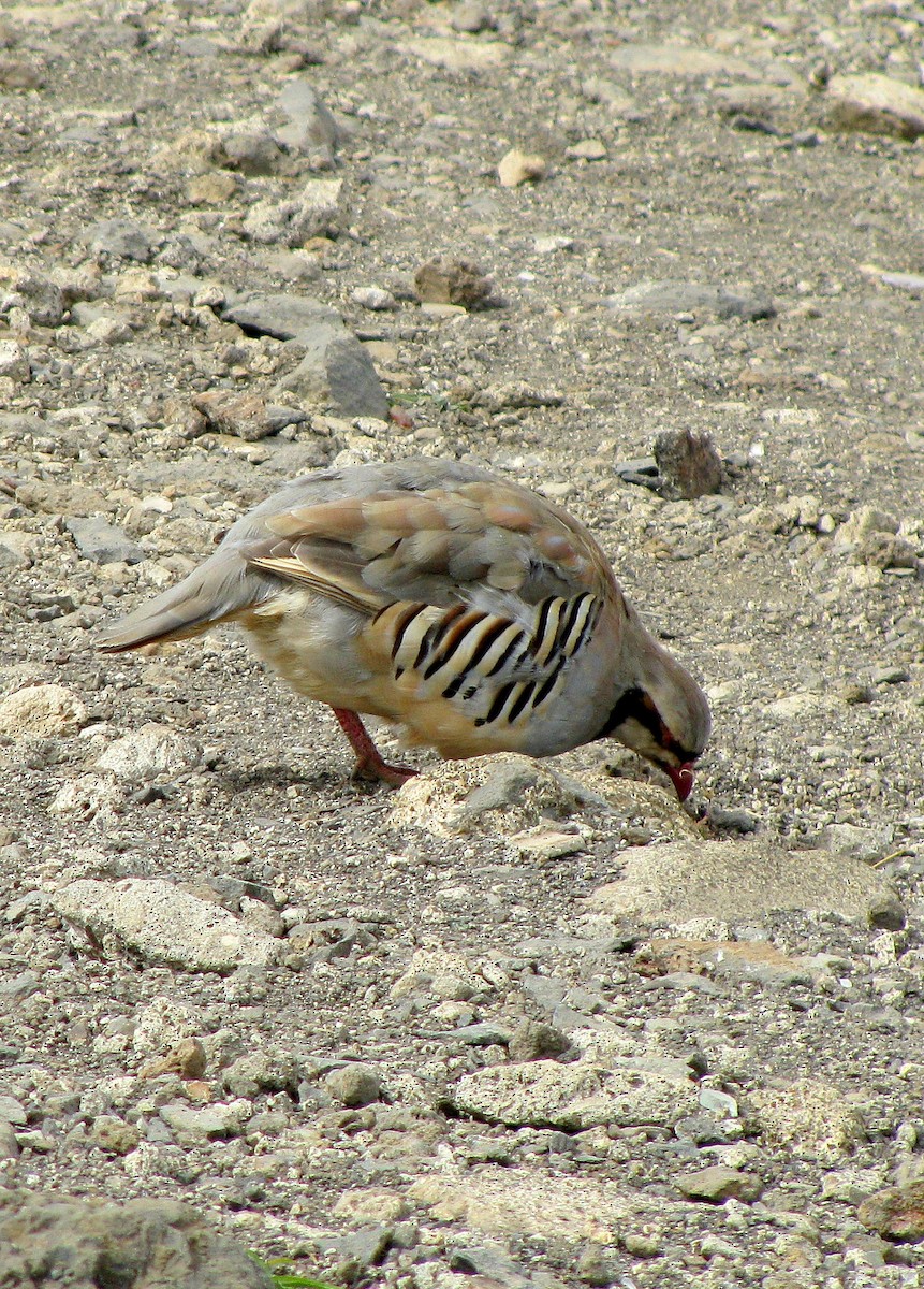 Chukar - ML43893691