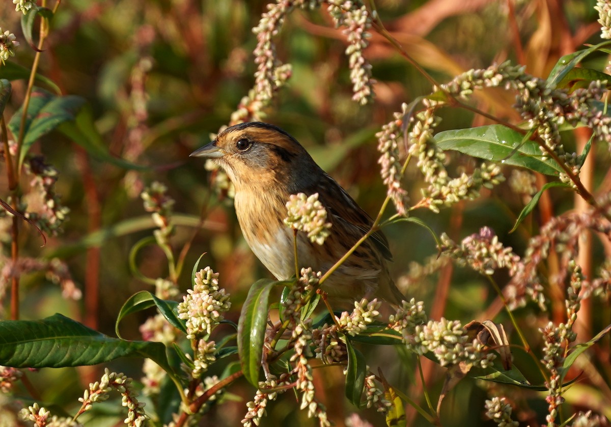 Nelson's Sparrow - B L