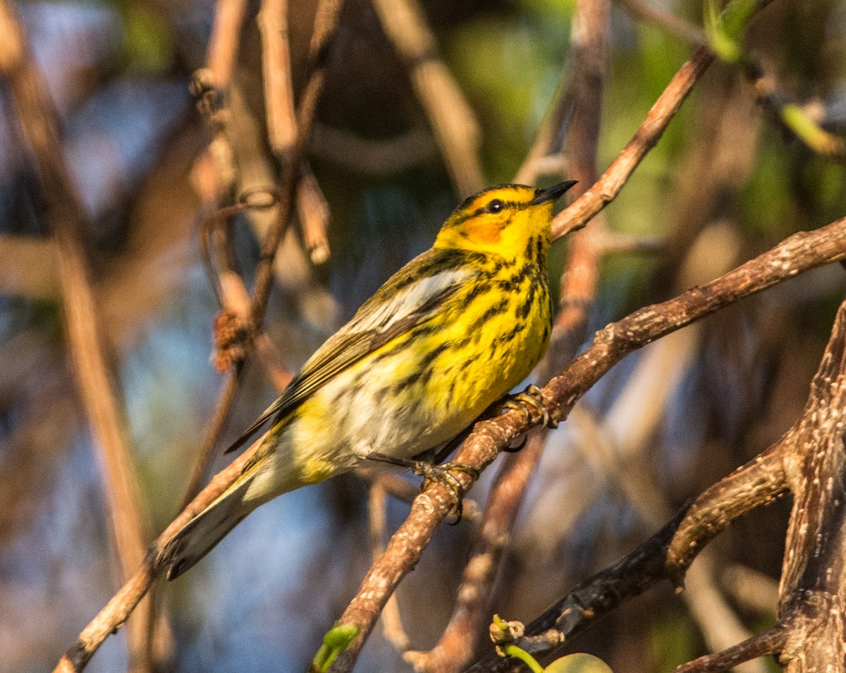 Cape May Warbler - James Cronin