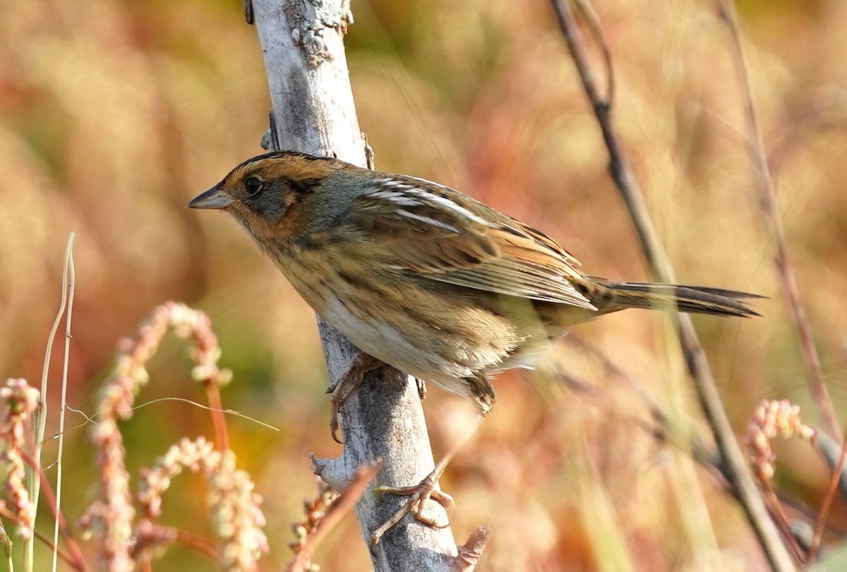 Nelson's Sparrow - ML438937221