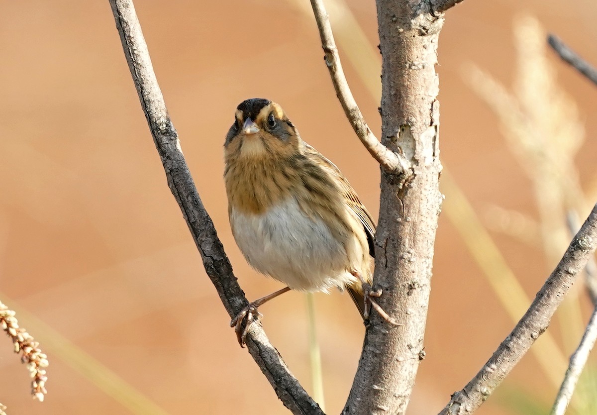 Nelson's Sparrow - ML438937231