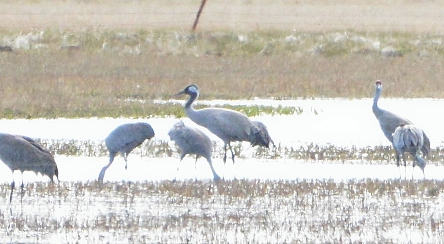 Common Crane - ML438937681