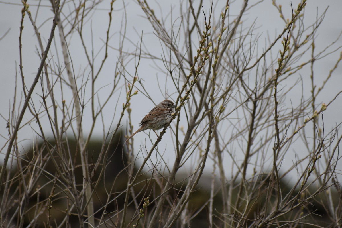 Song Sparrow - ML438938331