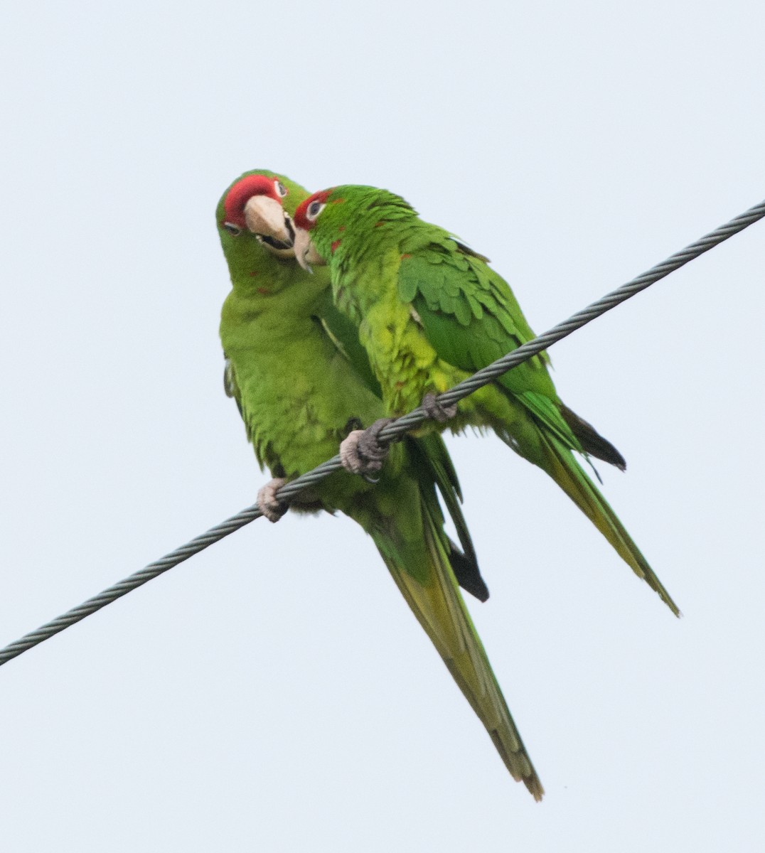 Mitred Parakeet - ML438938541