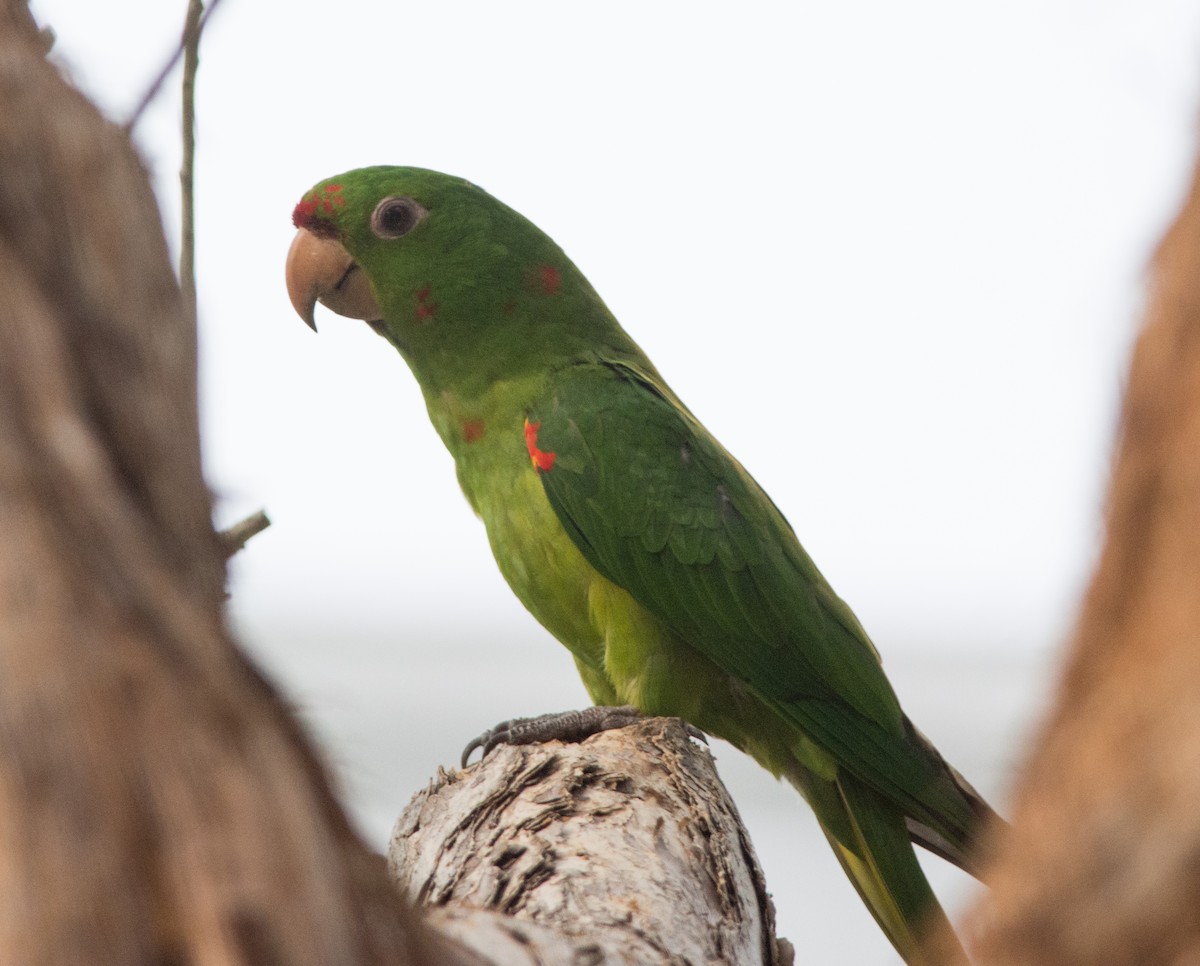 Mitred Parakeet - ML438938621