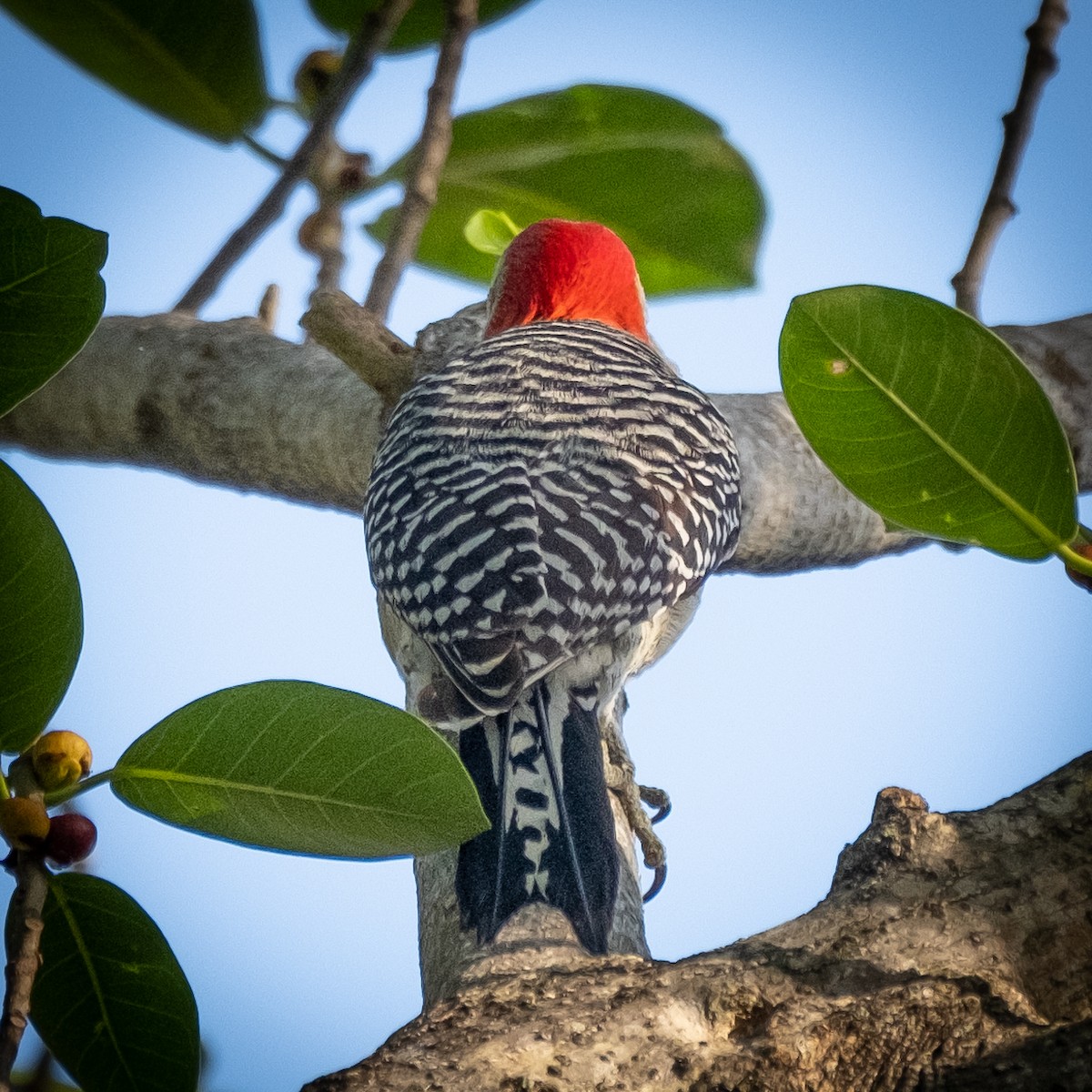 Red-bellied Woodpecker - ML438939571