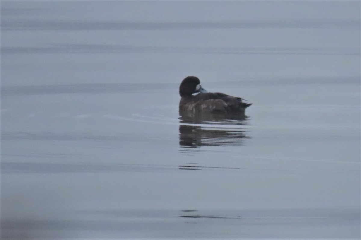 Greater Scaup - ML438943021