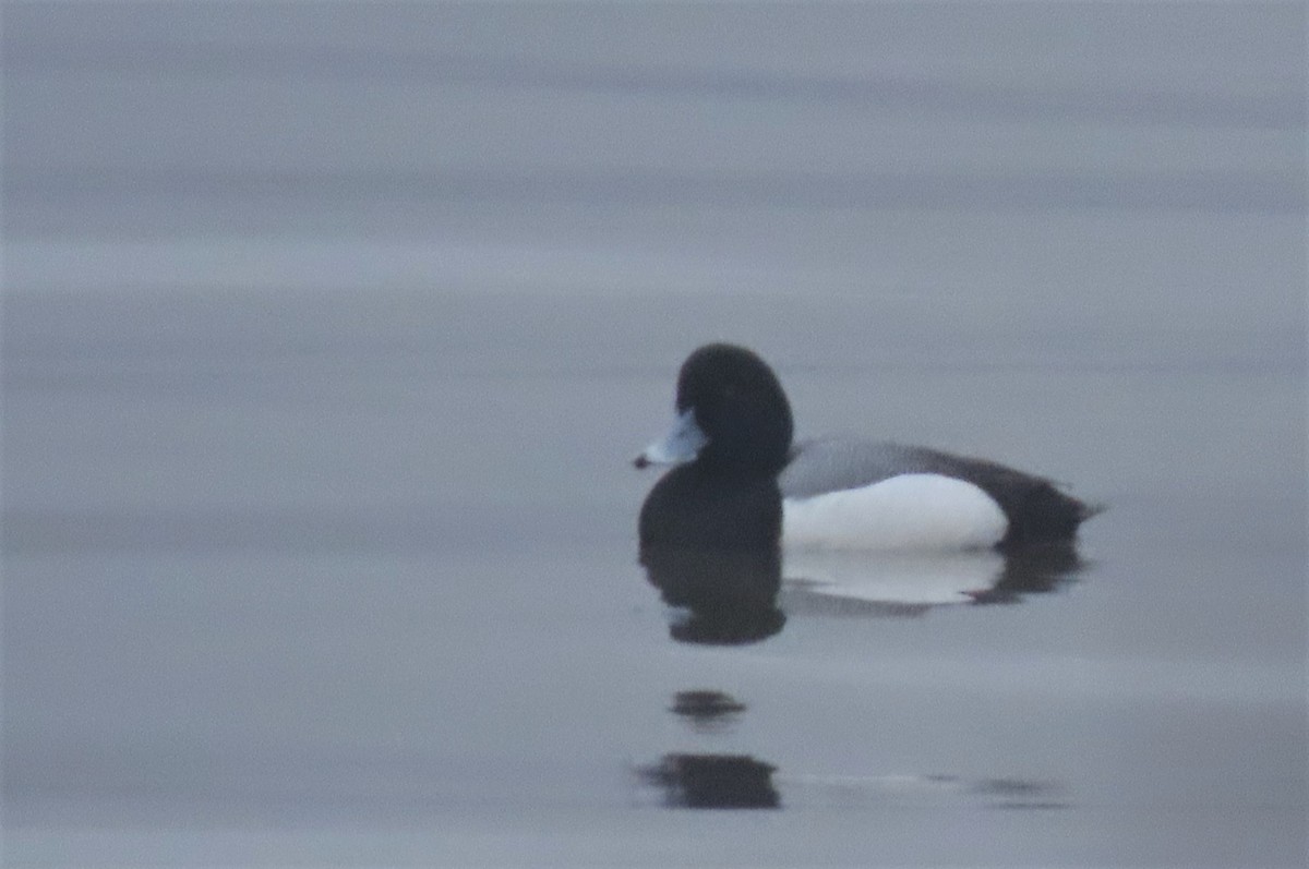 Greater Scaup - ML438943291