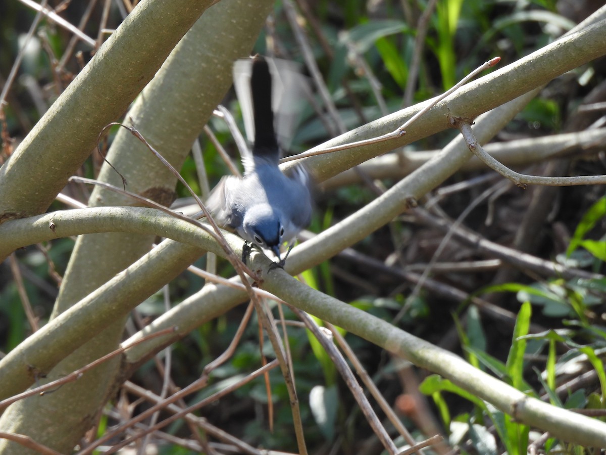 Blue-gray Gnatcatcher - ML438943421