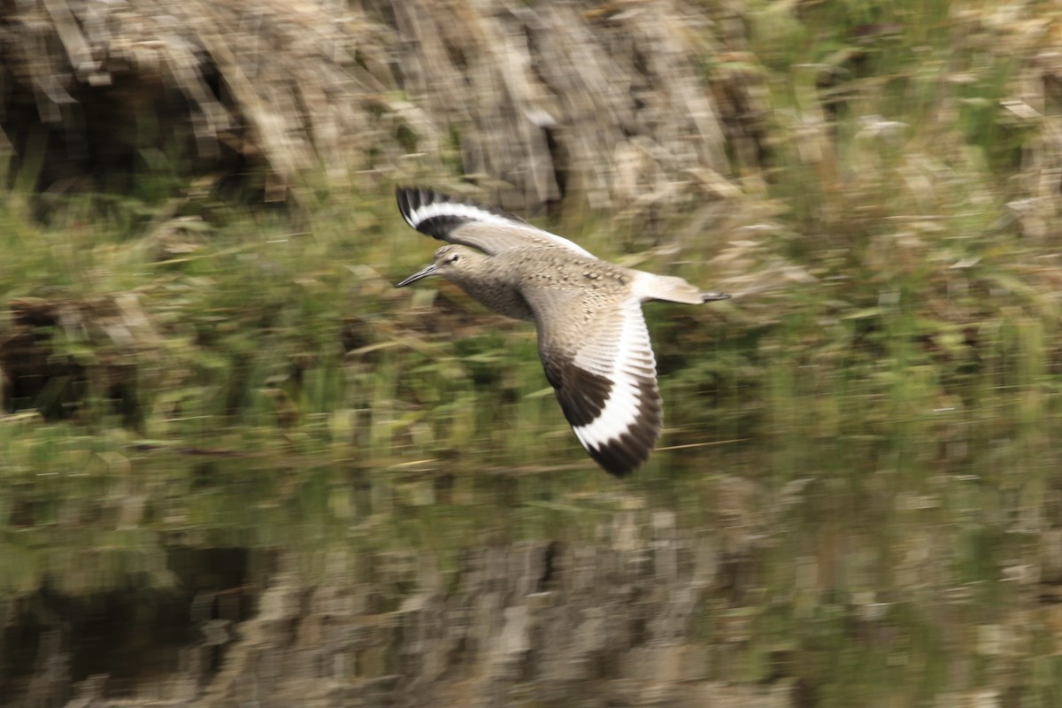 Willet - Michele Swartout