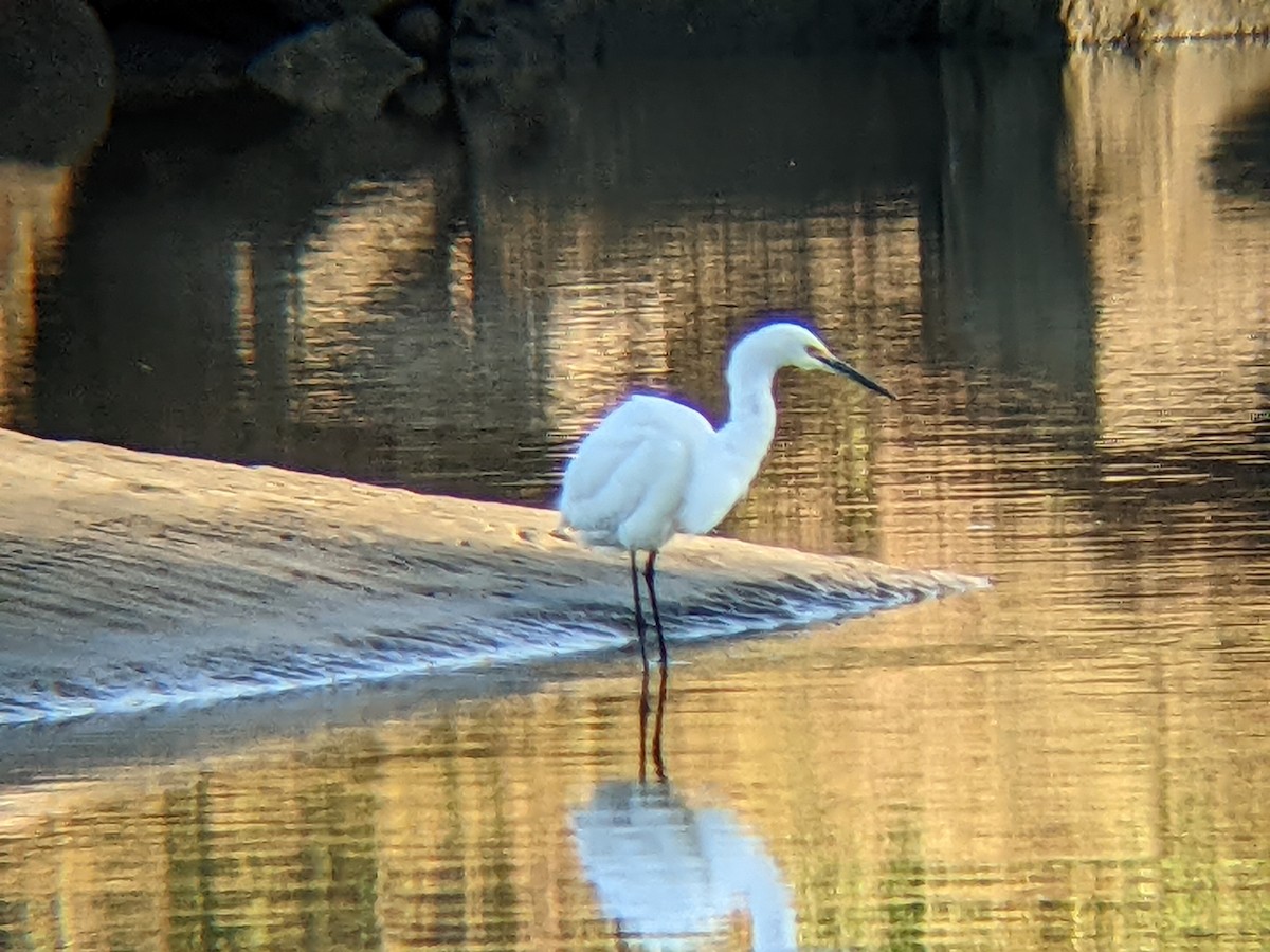 Snowy Egret - ML438944111