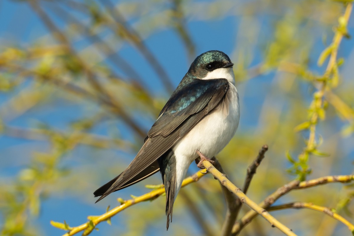 Tree Swallow - ML438944281