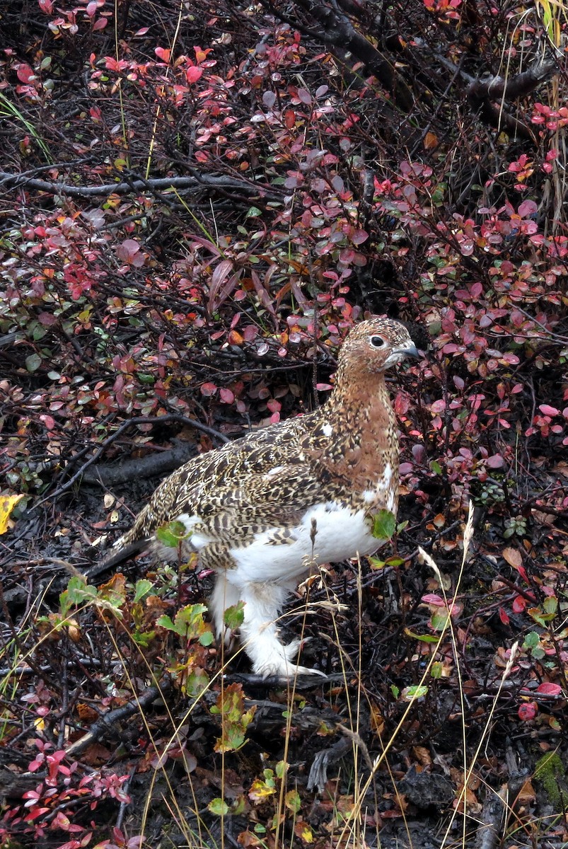 Willow Ptarmigan - ML43894451