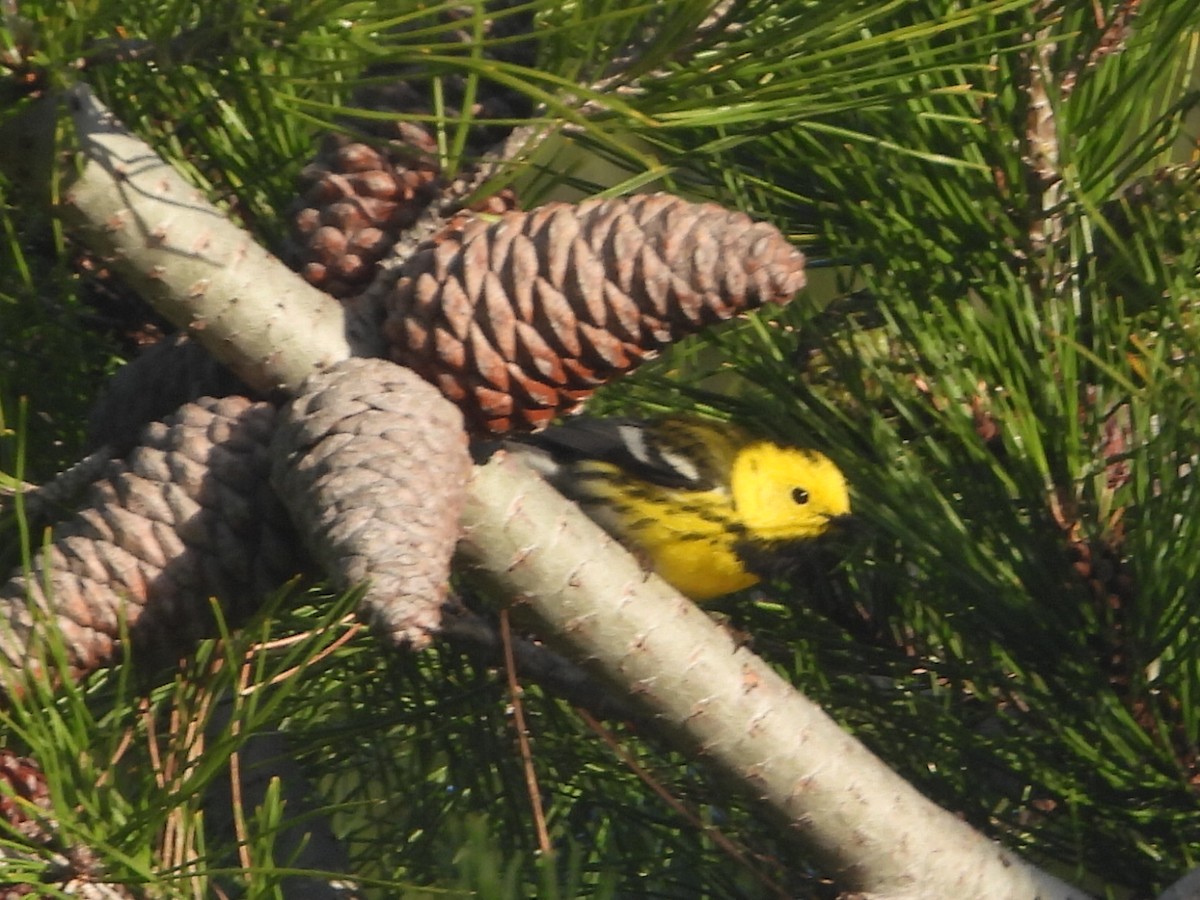 Hybride Paruline de Townsend x P. à tête jaune - ML438946221