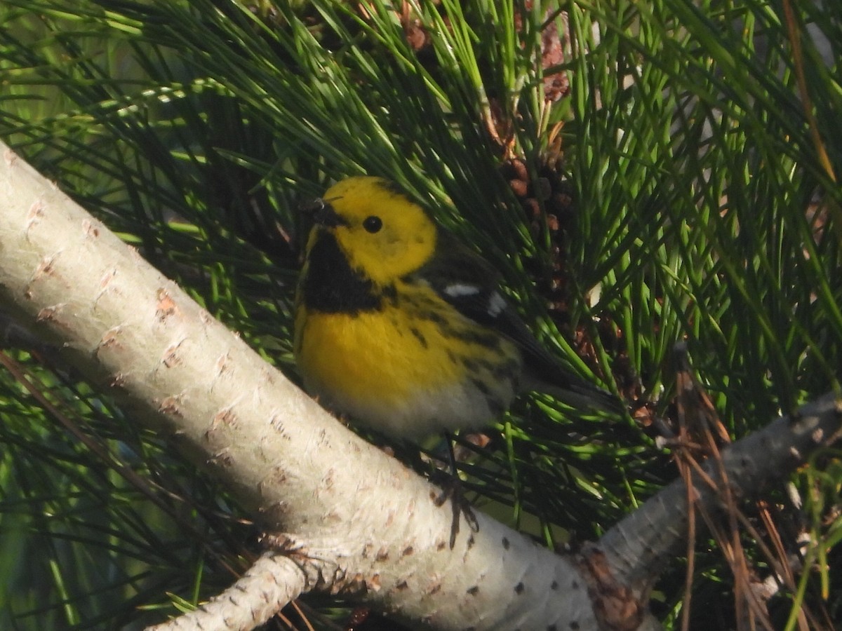 Townsend's x Hermit Warbler (hybrid) - Roger Schoedl