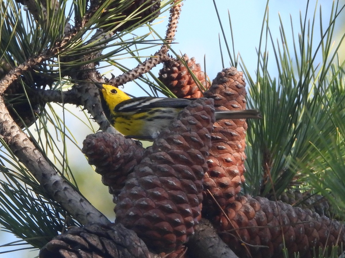 Townsend's x Hermit Warbler (hybrid) - ML438946761