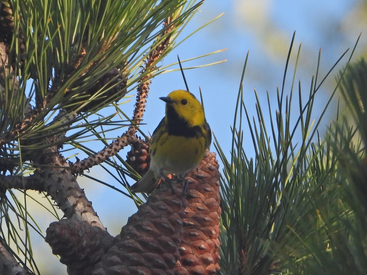 Townsend's x Hermit Warbler (hybrid) - ML438946881