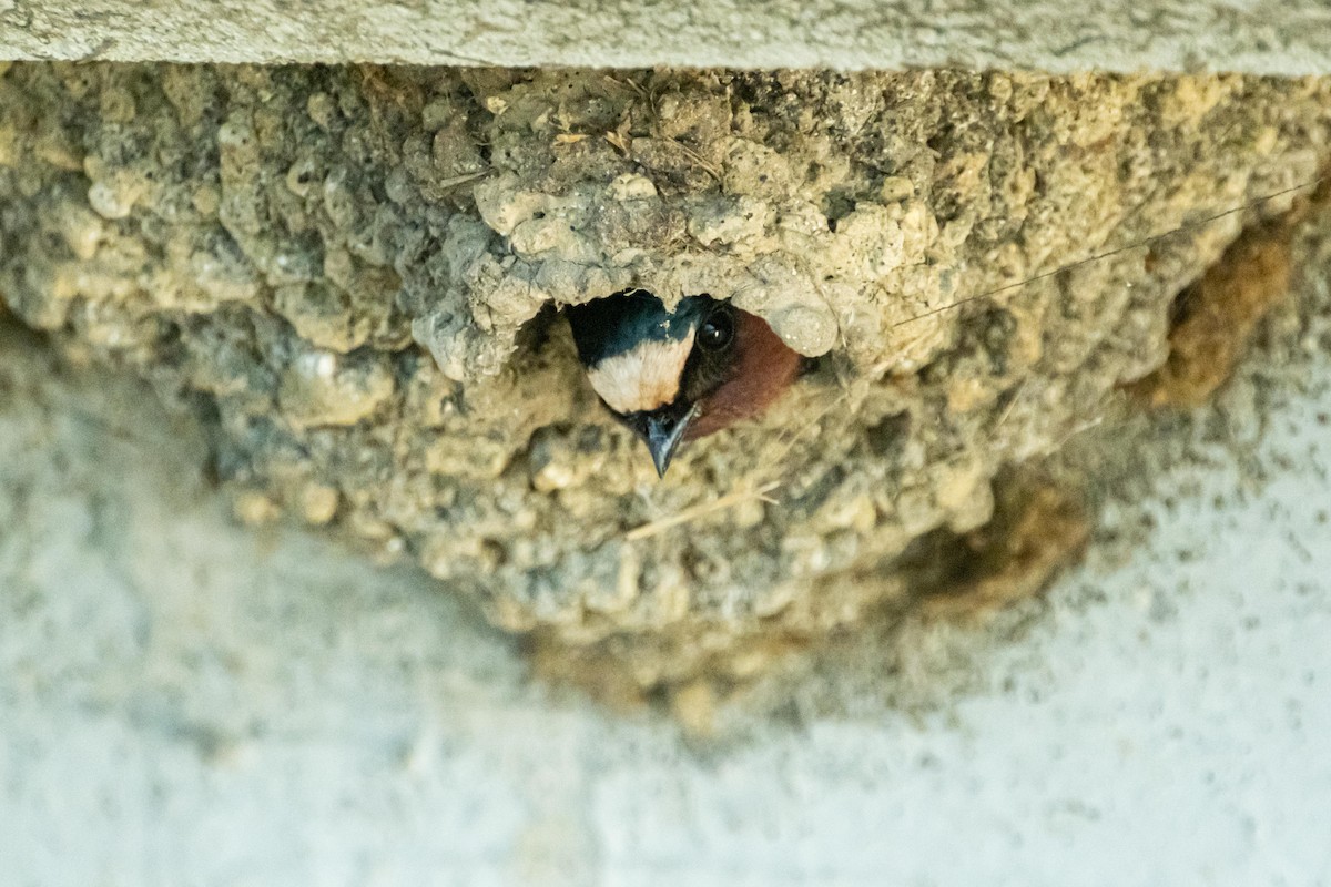 Cliff Swallow - ML438946901