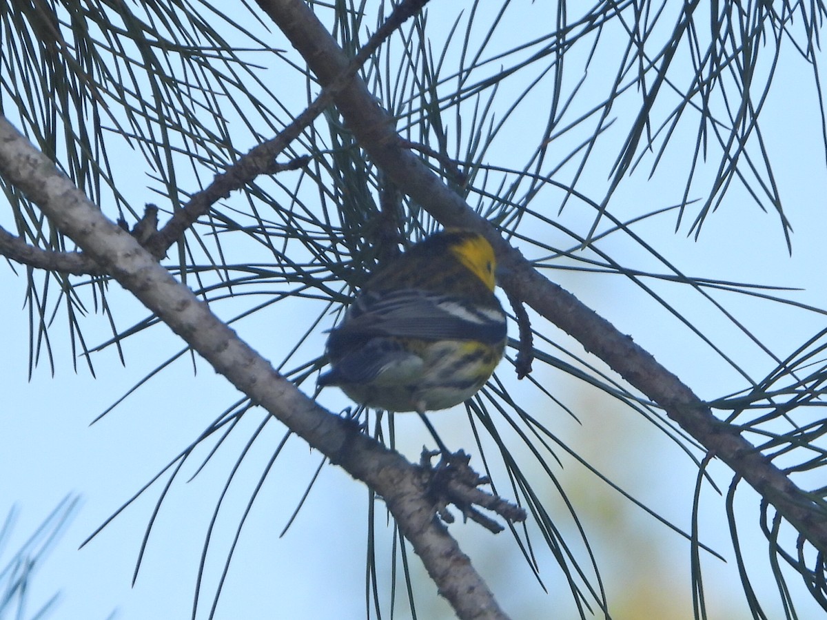 Townsend's x Hermit Warbler (hybrid) - ML438946971