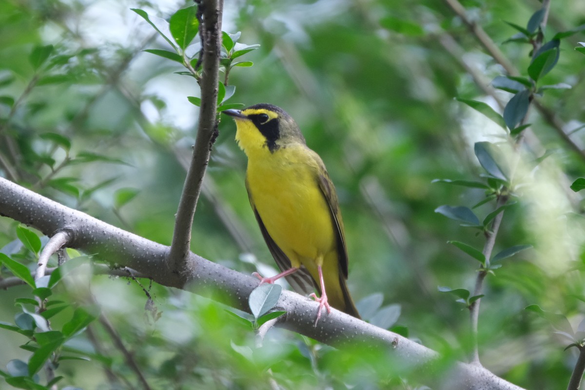 Kentucky Warbler - ML438947101