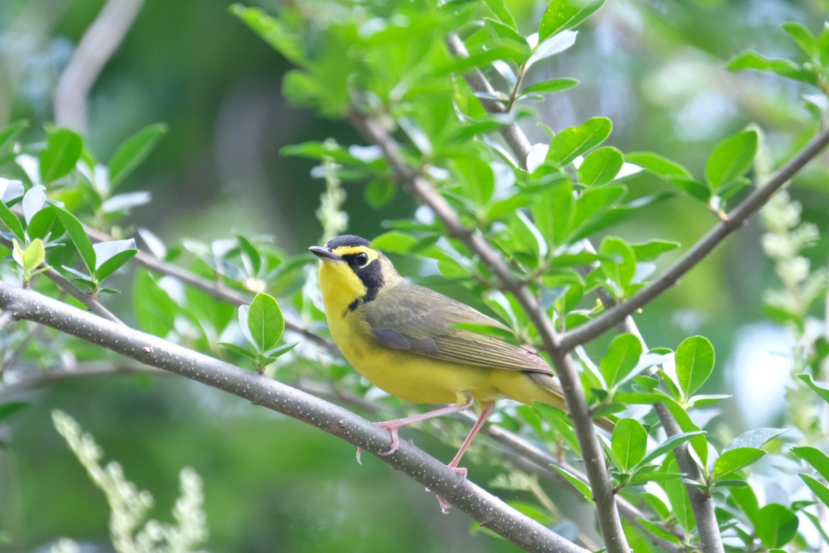 Kentucky Warbler - ML438947111