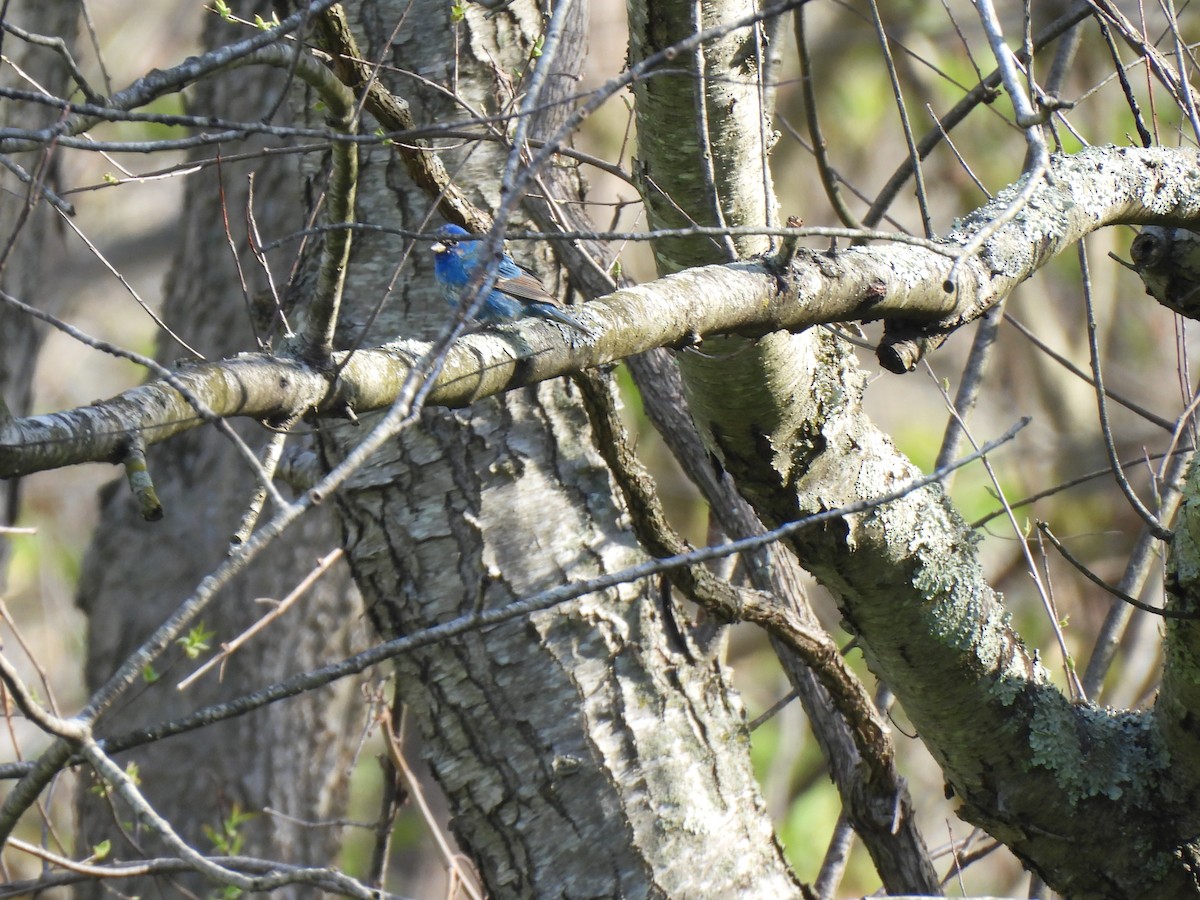 Indigo Bunting - ML438947691