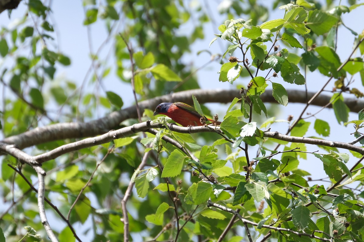 Painted Bunting - ML438947831