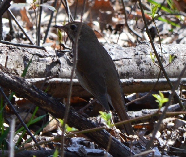 Hermit Thrush - ML438948621