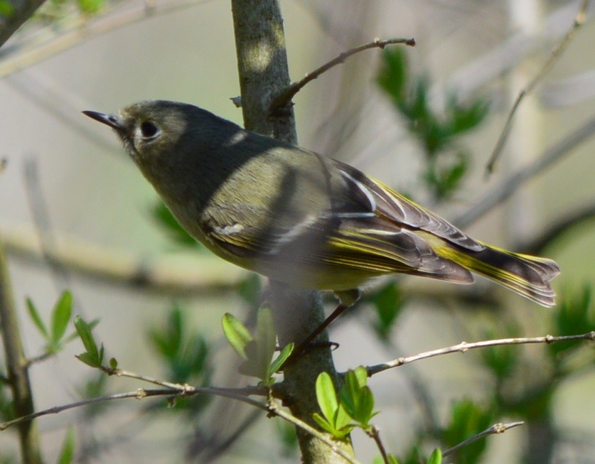 Ruby-crowned Kinglet - Rick Nelson