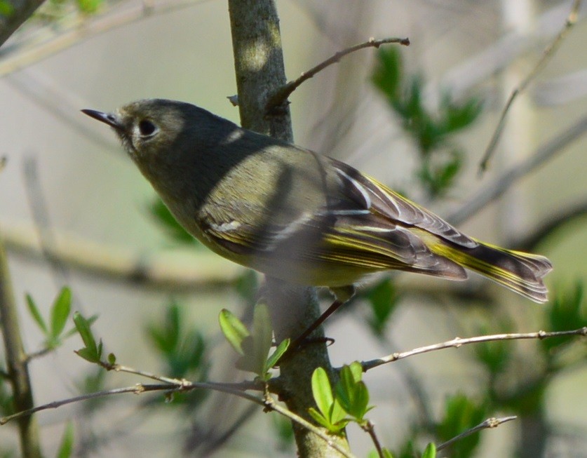 Ruby-crowned Kinglet - ML438948761