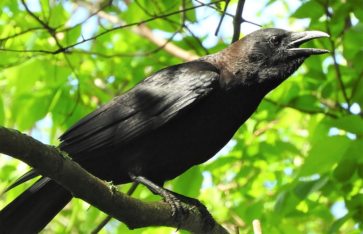 American Crow - ML438948871