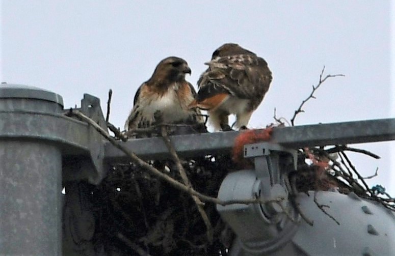 Red-tailed Hawk - ML438948901