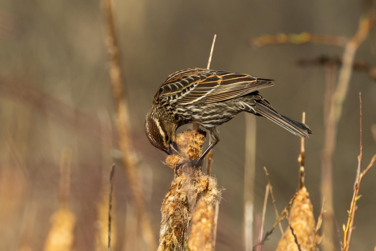 Red-winged Blackbird - ML438949291