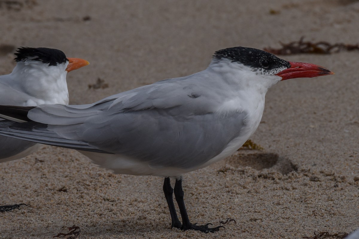 Caspian Tern - Erik Martin