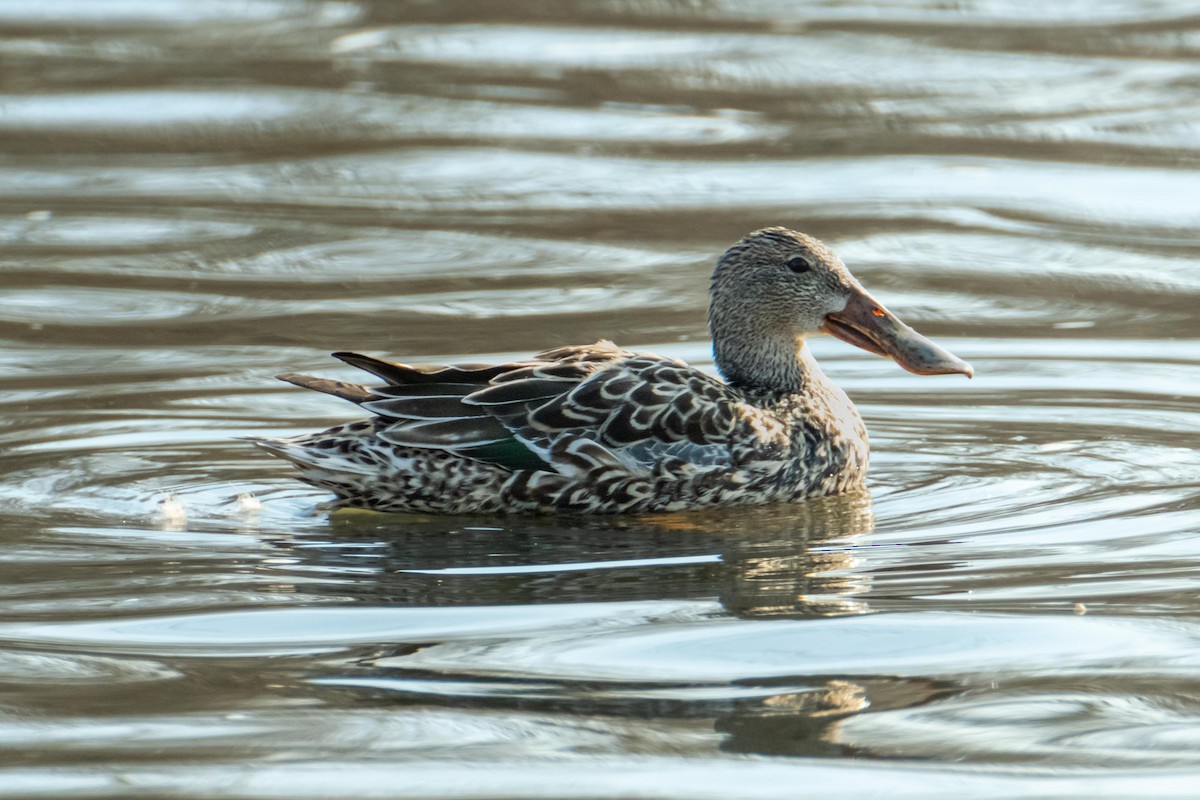 Northern Shoveler - ML438950731