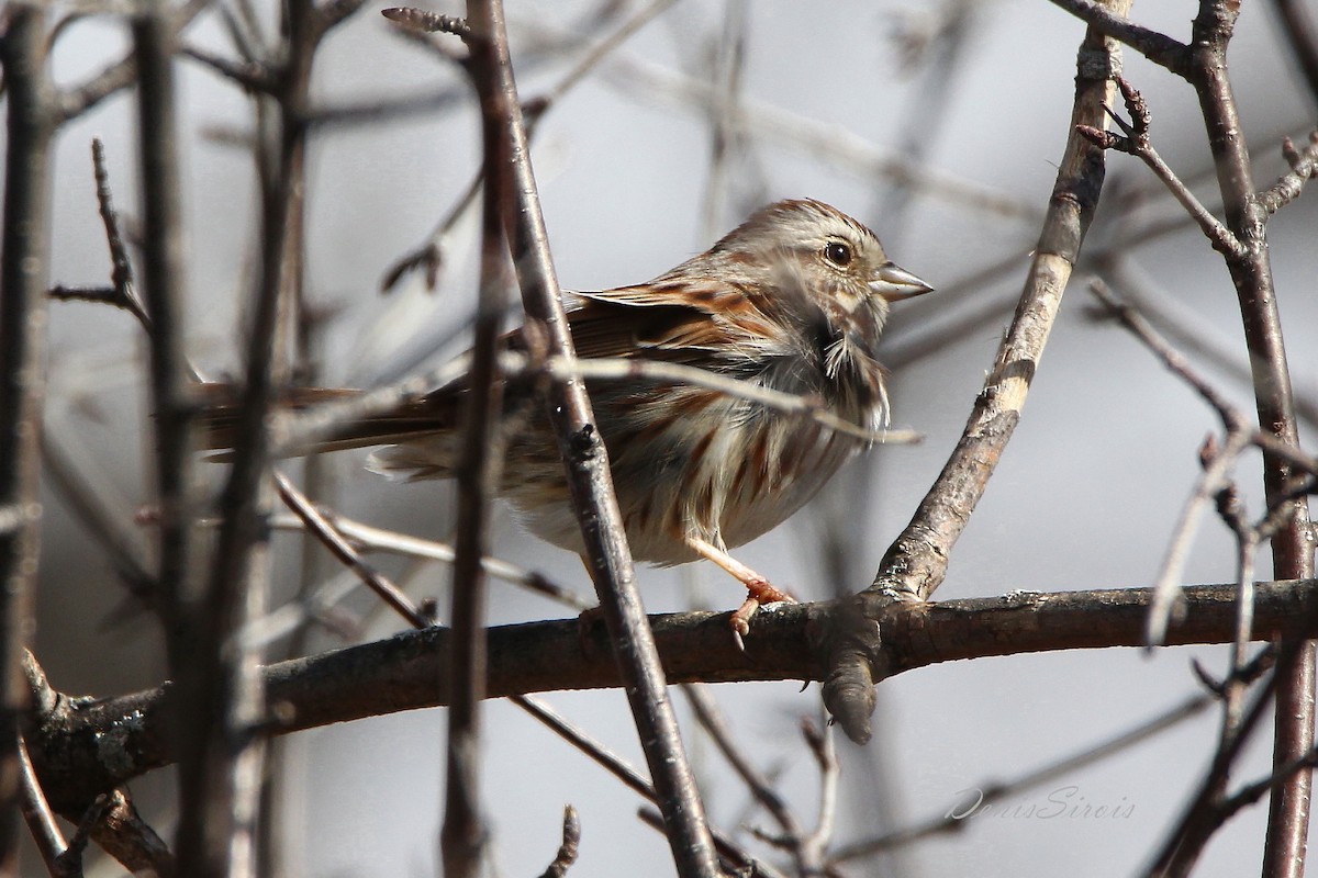 Song Sparrow - ML438951591