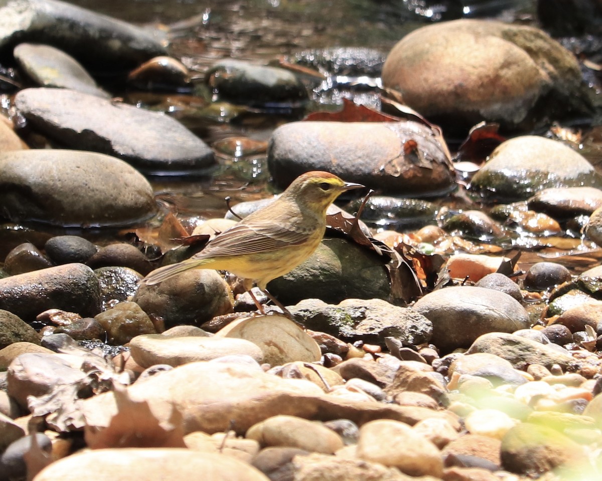 Palm Warbler (Yellow) - ML438951951