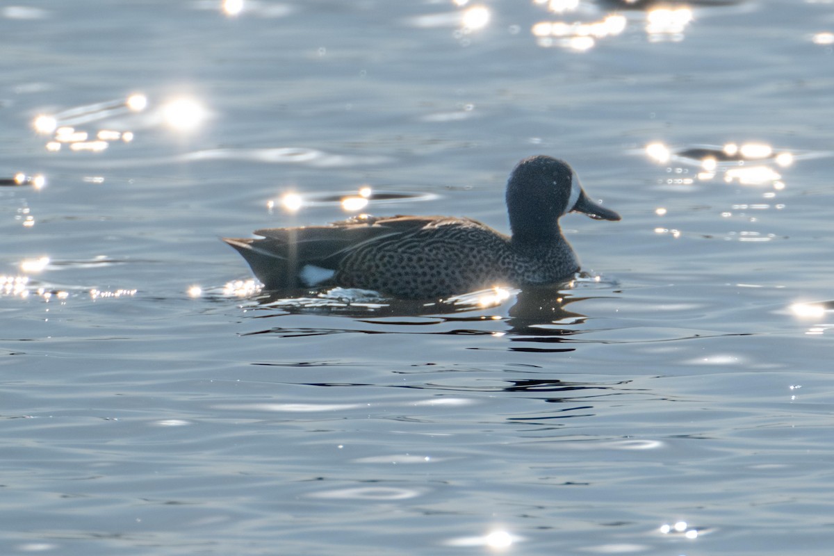 Blue-winged Teal - ML438951981