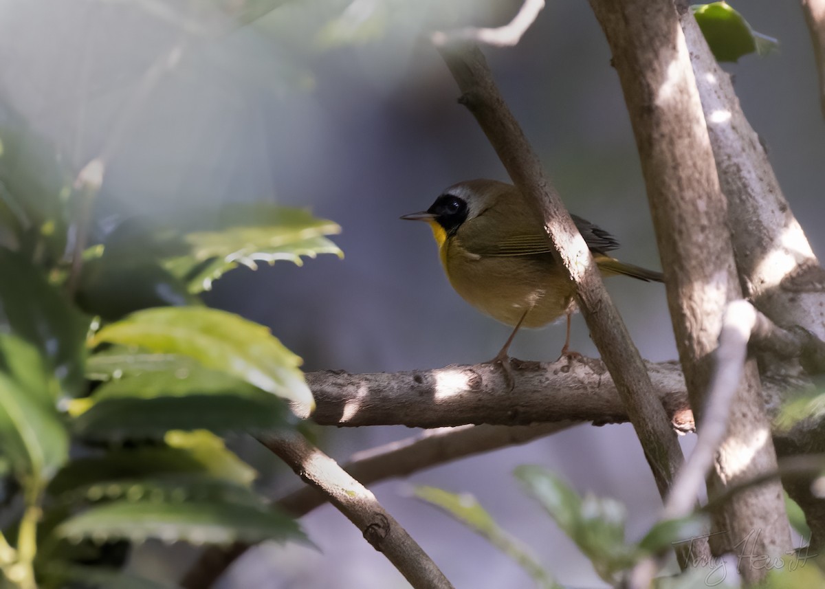 Common Yellowthroat - ML438953521