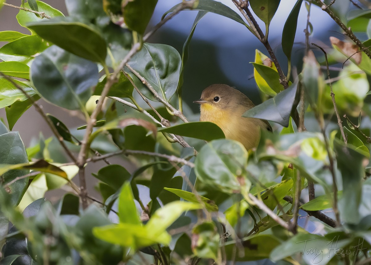 Common Yellowthroat - ML438953531