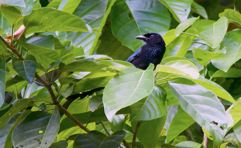 Tablas Drongo - ML438953761