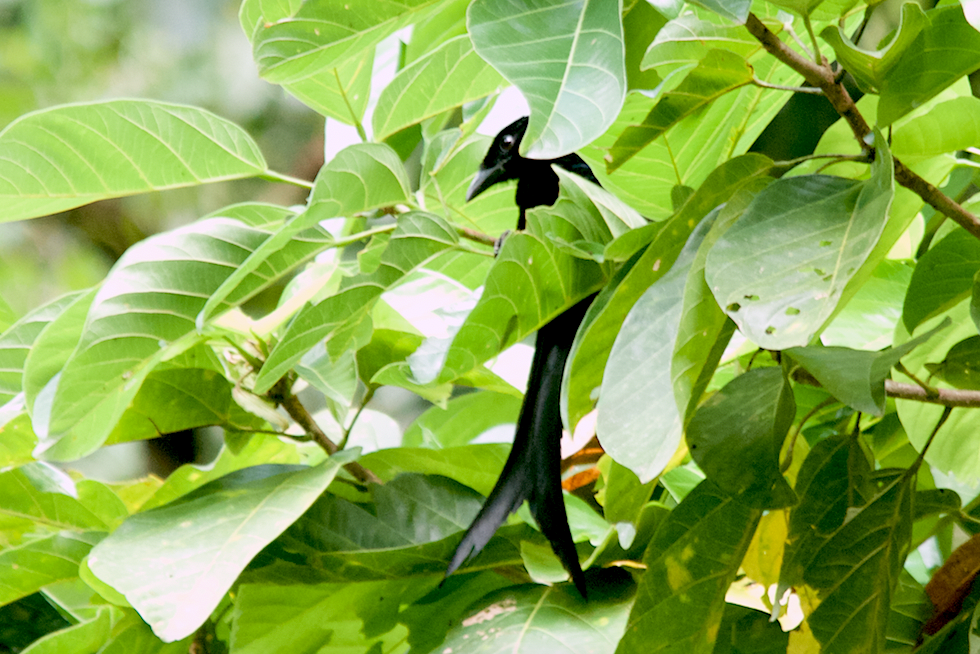 Tablas Drongo - ML438953771