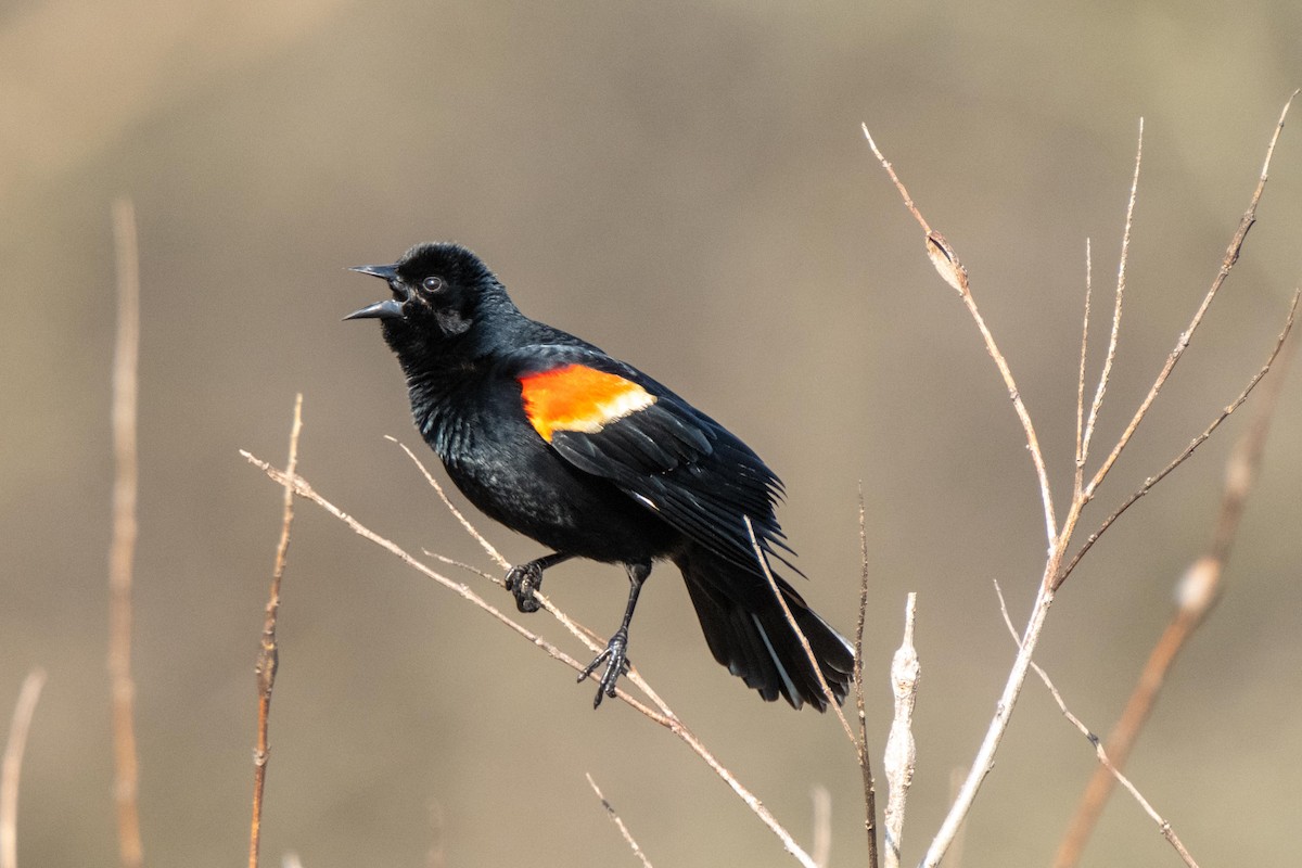 Red-winged Blackbird - ML438953781